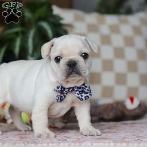 River, French Bulldog Puppy